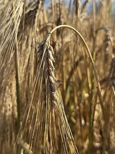 килограмм пшеницы цена: Арпа сатылат, сорт космос, уруктука биринчи репродукция, сугарылган — 5
