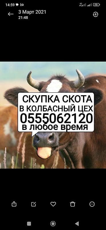 Колбаса цехи : Уйлар, букалар, Жылкылар, аттар, | Бардык шартта, Союлган, Күнү-түнү