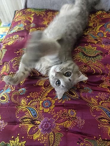 кошка: Отдам котенка в добрые руки 🤝 К лотку приучен📌 Проглистован📌 — 1