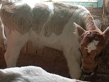 большие собаки: Продаю | Бык (самец), Музоо, торпок | Швицкая, Симментальская | На откорм — 2