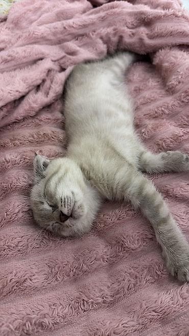 Шотландский вислоухий котёнок (Scottish Fold) - Окрас — 5