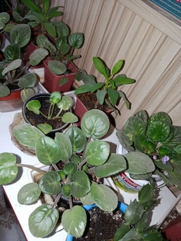 Комнатные растения: Комнатные цветы — 7