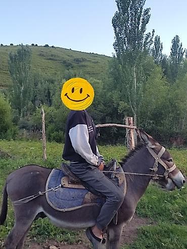 купить собаку такса: Осёл для верховой езды и хозяйственных работ - Породистый рабочий — 4