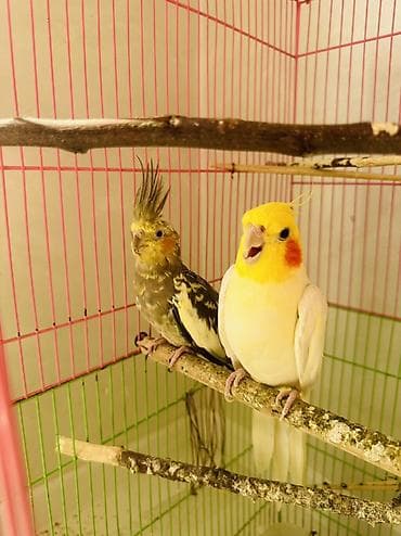 сколько стоят говорящие попугаи: Продаю попугаев пара желтый самец зеленная самка пара уже выводили — 1
