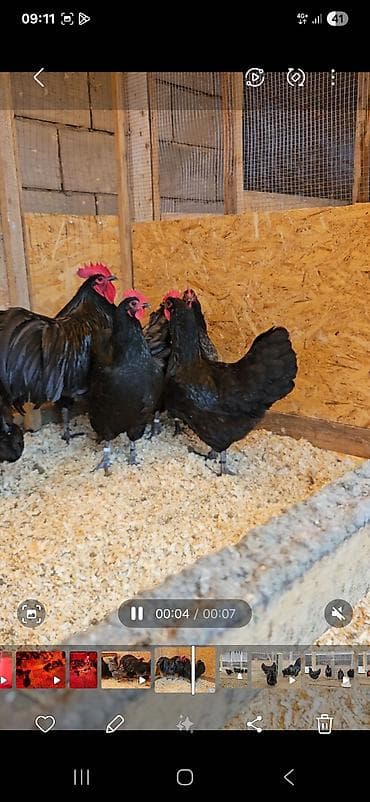 Зоотовары: Продаю | Куры | Для разведения — 1