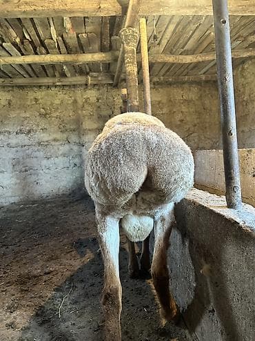 водолаз собака: Продаю | Овца (самка) | Гиссарская | Для разведения — 1