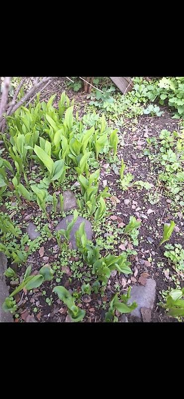 алоэ растение купить: Продаю ирисы, хосты, уксусные деревья, ландышы, нарциссы, гортензия — 7