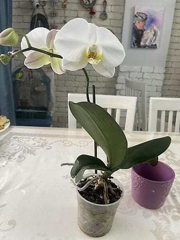 орхид: Орхидеи Голландия адаптированные домашние — 8