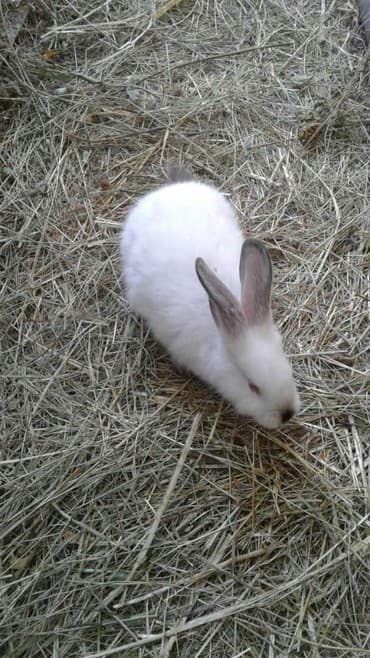 декоративные заборы: Кролики — 3