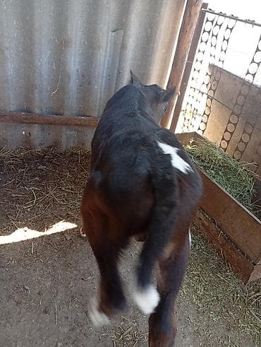 кукуруза красная речка: Продаю | Бык (самец) | На откорм — 4