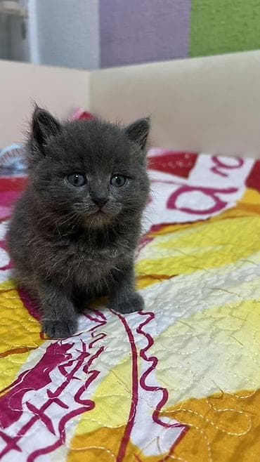 Продажа кошек: Скотиш Страйт (Шотландская прямоухая), 1 месяц, Мальчик, Голубой — 1