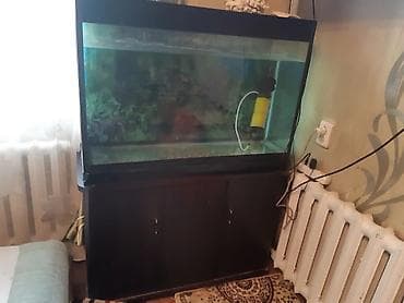купить корягу в аквариум: Аквариум на 200 литров с тумбой и оборудованием. - Прямоугольный — 2