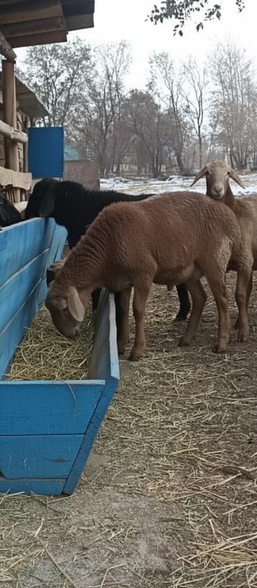 домашние птицы: Продаю | Баран (самец) | Арашан | Для разведения | Племенные — 2