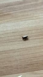 проекты домов: Дезинфекциялоо, дезинсекциялоо, | Канталалар, Бүргөлөр, Таракандар, | Транспорт, Офистер, Батирлер — 24