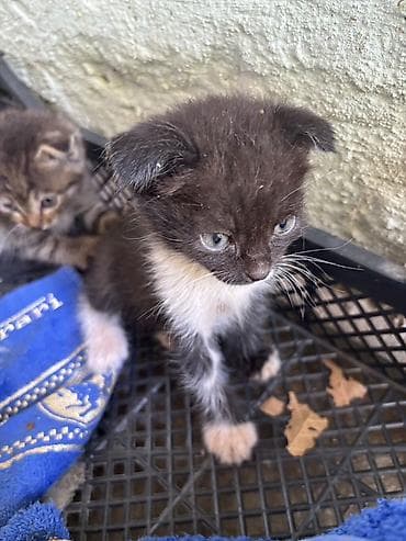 тавро для животных: Котята, окрасы: черный с белыми носочками и грудкой, а также тигровый — 1