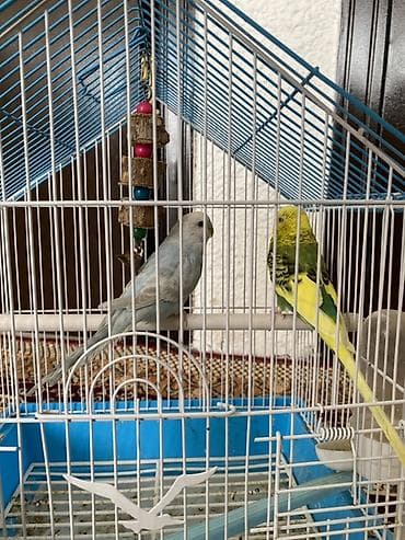 машинка кой: Клетка для волнистых попугаев с аксессуарами. - Форма «домик» — 2