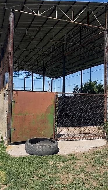 Недвижимость: Продается! Срочно! Сарай кошара. Село 11-жылга Чуй Токмок! Свет вода — 5