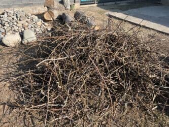 где купить семена павловнии: Рассада деревьев: Ореховые деревья, Самовывоз — 3