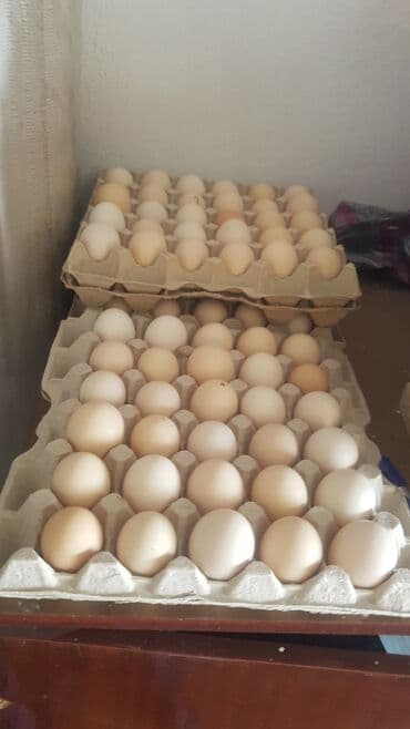 Продаю | Инкубационные яйца