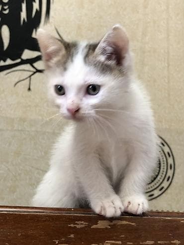 отдам котенка рэгдолл: Котята — домашние любимцы😻 - Породы/тип: Вислоушкидомашние — 6