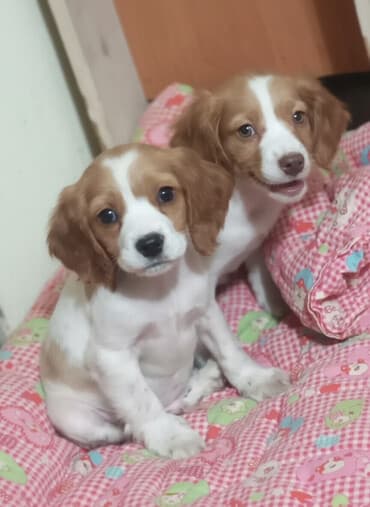 Продаю щенков русского спаниеля,возраст полтора месяца,проглистованы