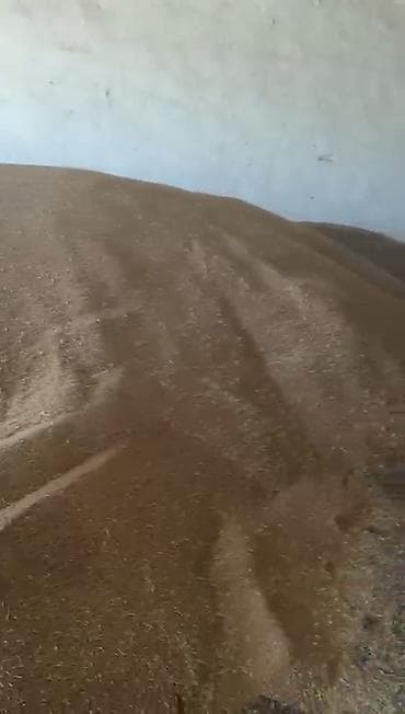 живые рыбы бишкек: Пшеница продовольственно-кормовая Только оптом От 30 тонн С доставкой — 4