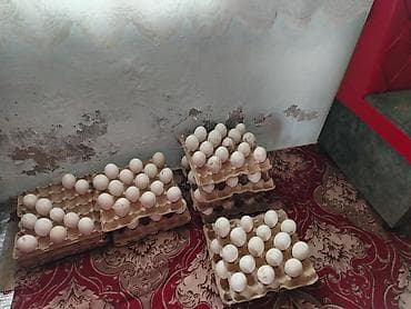 куры новоген: Продаю гусиные яйца — 2