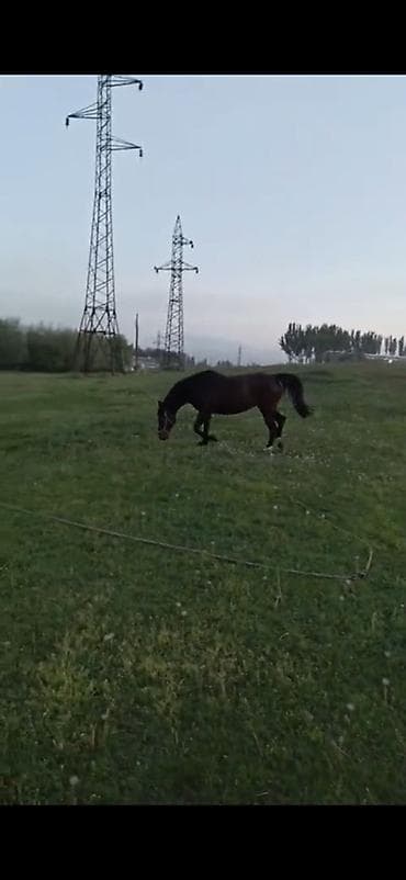 выстрел собак: Продаю | Кобыла (самка) | Рабочий — 1