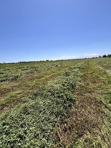 продажа силоса: Адрес мраморный Манас аэропорт 1 кос Свежее сено/зеленая масса с полей — 2