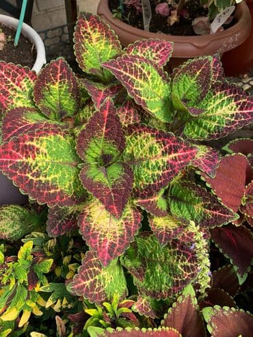 Колеусы есть в стаканчиках и большие at lalafo.kg Колеусы есть в стаканчиках и большие