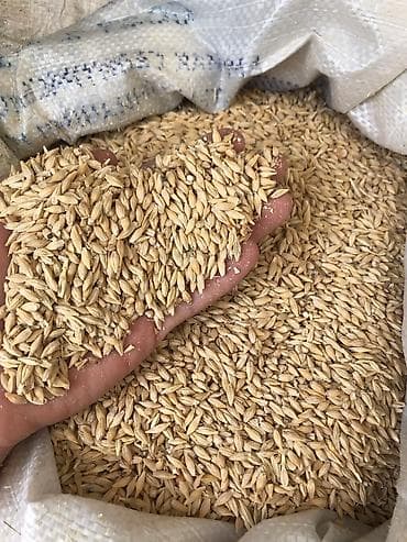 бука бычки: Ячмень семенной 6 рядка 
В мешках готовый! 
Арпа урон — 1