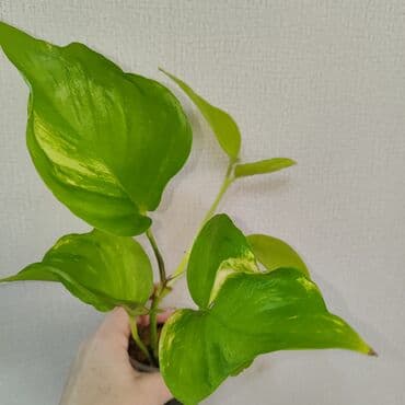 филодендрон маска: Эпипремнум Елисейские поля вариегатный 
Эпипремнум Айс квин — 1