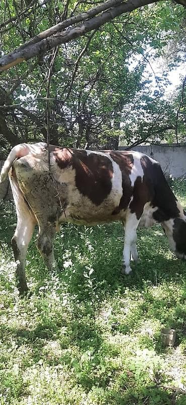 сколько стоит щенок золотистого ретривера: Продаю | Корова (самка) | Полукровка | Для молока | Искусственник — 3