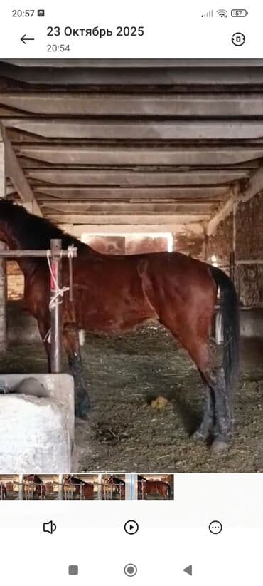 цены породистых собак: Продаю | Жеребец | Для разведения — 1