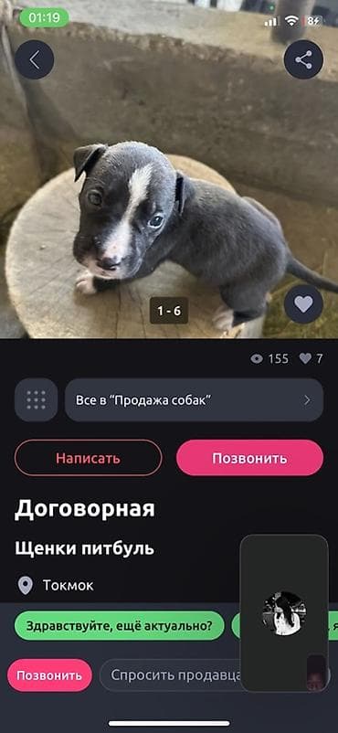 Питбуль, 1 айлык, Эркек — 4