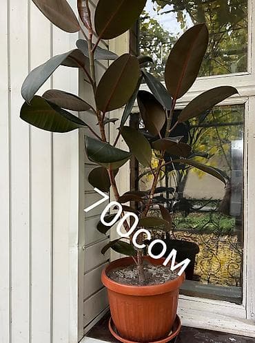 Промышленная химия: Цветы по самым низким ценам 1-Антуриум мужское счастье 4х летный в — 4