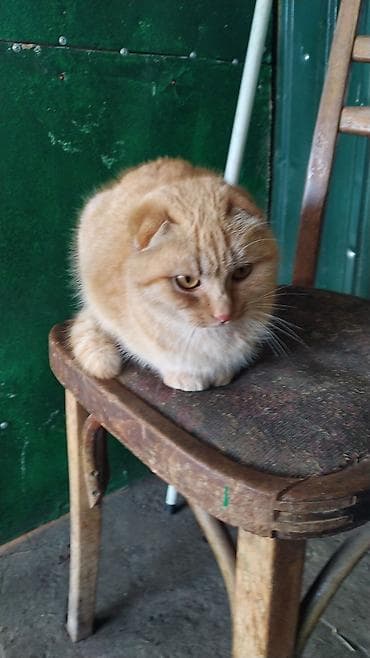 стерилизация кошки бишкек: Скотиш Фолд (Шотландская вислоухая), 10 месяцев, Девочка, Серый — 6