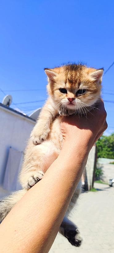 Мышыктар: Чистокровные котята с документами! Золотая шиншилла окрас, шотландцы — 3