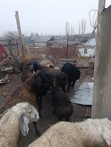 ат ош: Продаю | Овца (самка) | Для разведения | Матка — 3