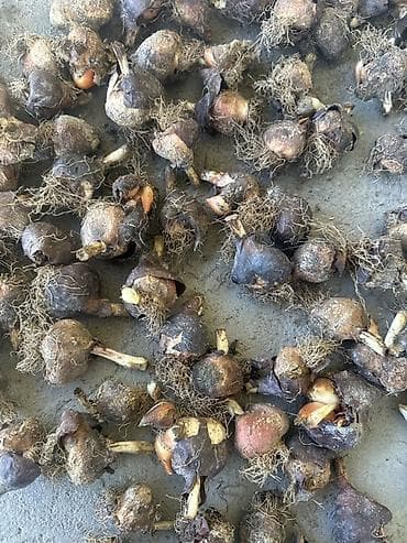 автомойка жумуш: Продаю луковицы тюльпанов, после выгонки! И садовые растения : пионы — 2