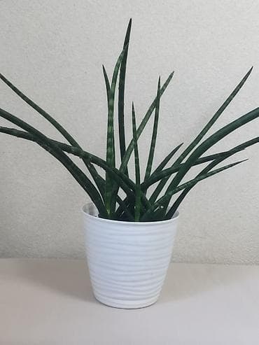 Сансеvierия «Кирка» (Sansevieria cylindrica) в горшке - Компактное
