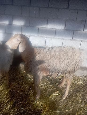 Аквариумы: Продаю | Ягненок | Полукровка | Для разведения | Матка — 3