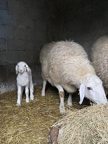 Кошки: Продаю | Овца (самка), Ягненок | На забой, Для разведения, Для шерсти | Племенные — 2