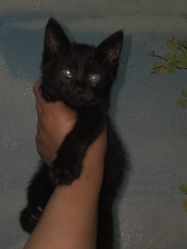 сеамская кошка: Сиамская, 1 месяц, Девочка, Приучена к лотку — 2