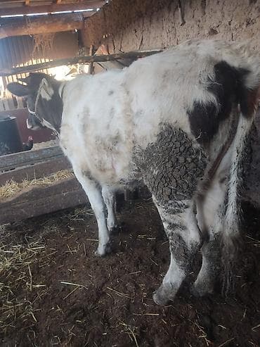 корова алатауская: Продаю | Бык (самец) | На откорм | Привязанные — 3