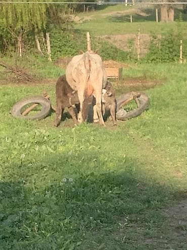 диск пес: Продаю | Корова (самка) | Для молока | После отела — 5