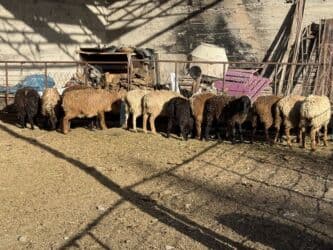 продажа домашних животных: Продаю | Овца (самка), Ягненок, Баран (самец) | Гиссарская, Полукровка, Долан | На забой, Для разведения, Для шерсти | Племенные, Котные, Кастрированные — 4