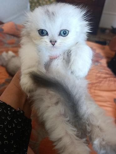 1 месяц, Девочка, Серебристая шиншилла at lalafo.kg 1 месяц, Девочка, Серебристая шиншилла