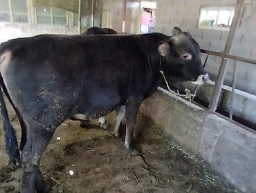 арабский конь: Продаю | Бык (самец) | На откорм | Привязанные — 6