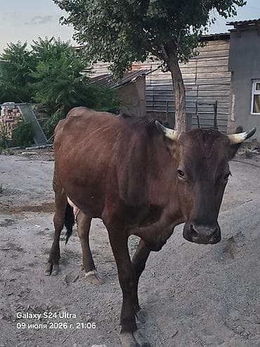 Продаю | Корова (самка) | Для разведения | Привязанные at lalafo.kg Продаю | Корова (самка) | Для разведения | Привязанные